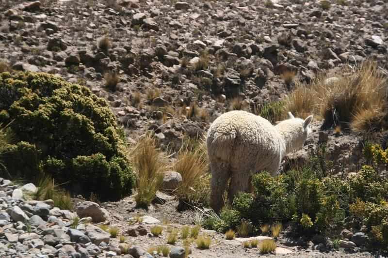 Peru 0670
